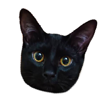 黒猫