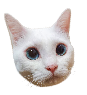白猫