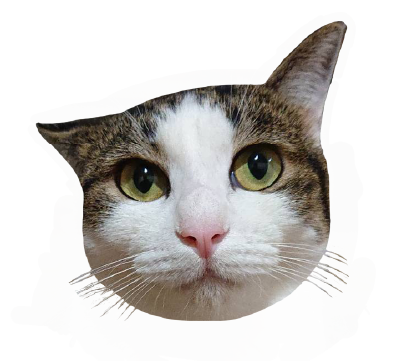ミックス猫